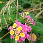 Lantana camaraFlor