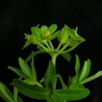 Euphorbia stracheyi Hoja