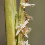 Sporobolus alterniflorus Çiçek