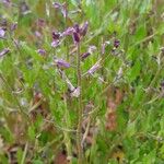 Chorispora tenella Λουλούδι