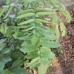 Kalanchoe prolifera Leaf