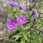 Symphyotrichum novi-belgiiBlomst