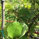 Crataegus douglasii Leaf