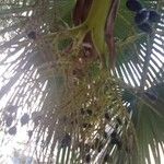 Brahea edulis Mbuma