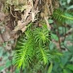 Mayaca fluviatilis Blatt