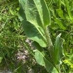 Hypochaeris uniflora Leaf