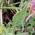 Centaurea pullata Blad