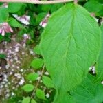 Kolkwitzia amabilis Leaf