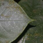 Daphnopsis costaricensis പുറംതൊലി
