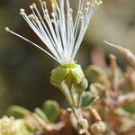 Maerua crassifolia Flor