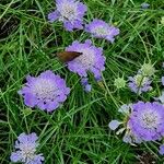 Lomelosia graminifolia Libunga