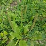 Plantago virginica 叶