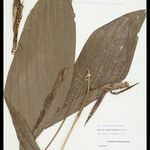 Bactris simplicifrons Folio