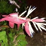 Beschorneria yuccoides Flower