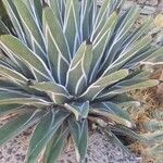 Agave victoriae-reginae T.MooreFulla