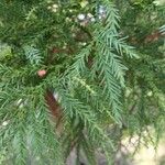 Cryptomeria japonica Folha