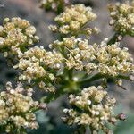 Lomatium martindalei ᱵᱟᱦᱟ