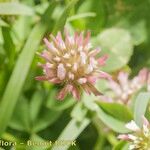 Trifolium isthmocarpum Λουλούδι