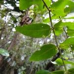Phyllanthus chamaecerasus Blatt
