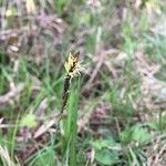 Carex praecox फूल
