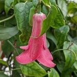 Lapageria rosea പുഷ്പം