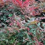 Nandina domesticaपत्ता