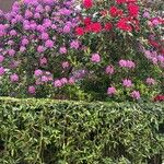 Rhododendron ponticum Листок