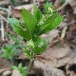 Mercurialis perennis Blomma