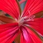 Pelargonium peltatum Flower