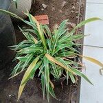 Chlorophytum capense Ліст