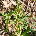 Epipactis rhodanensis Flower