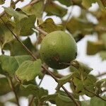 Strychnos spinosa Frucht