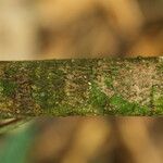 Landolphia robustior Bark