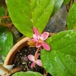 Begonia mannii Цвят