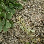 Atriplex pedunculata Habitus