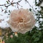 Rosa banksiae Květ
