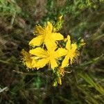 Hypericum perfoliatum Flower