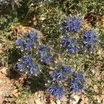 Cardopatium corymbosum Flower