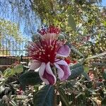 Acca sellowiana Fleur
