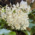 Begonia sericoneura Flor