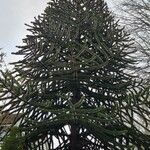 Araucaria araucana Habit