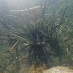 Vallisneria spiralis Libunga