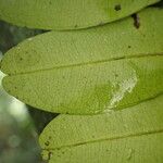 Tessmannia anomala Hoja