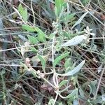 Halimione portulacoides Leaf