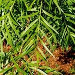 Podocarpus salignus Blad