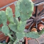 Opuntia stricta Облик