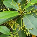 Rhizophora racemosa Цвят