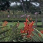 Epidendrum radicans ফুল