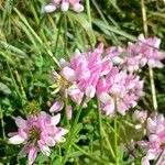 Coronilla varia Floare