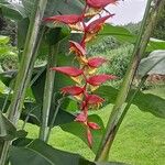 Heliconia collinsiana Blomma